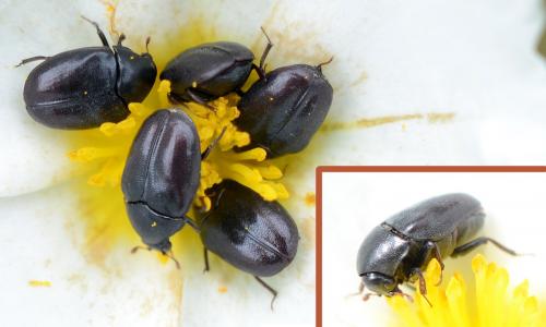 Orphilus sp.